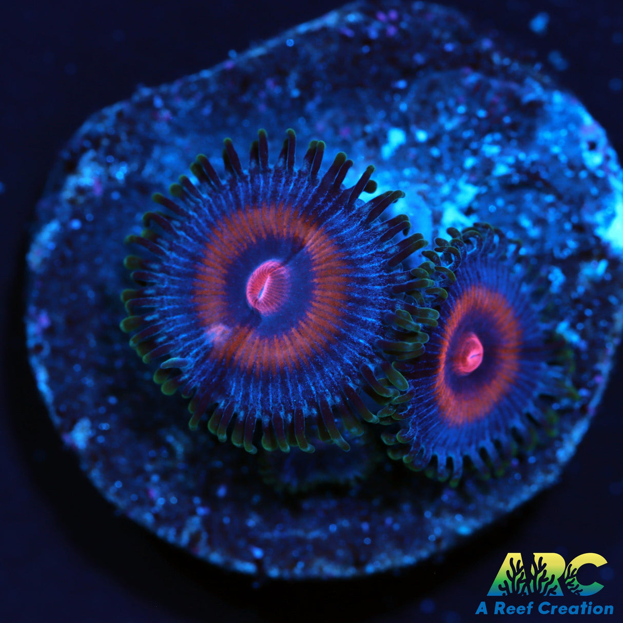 JF SuperGirls Zoa