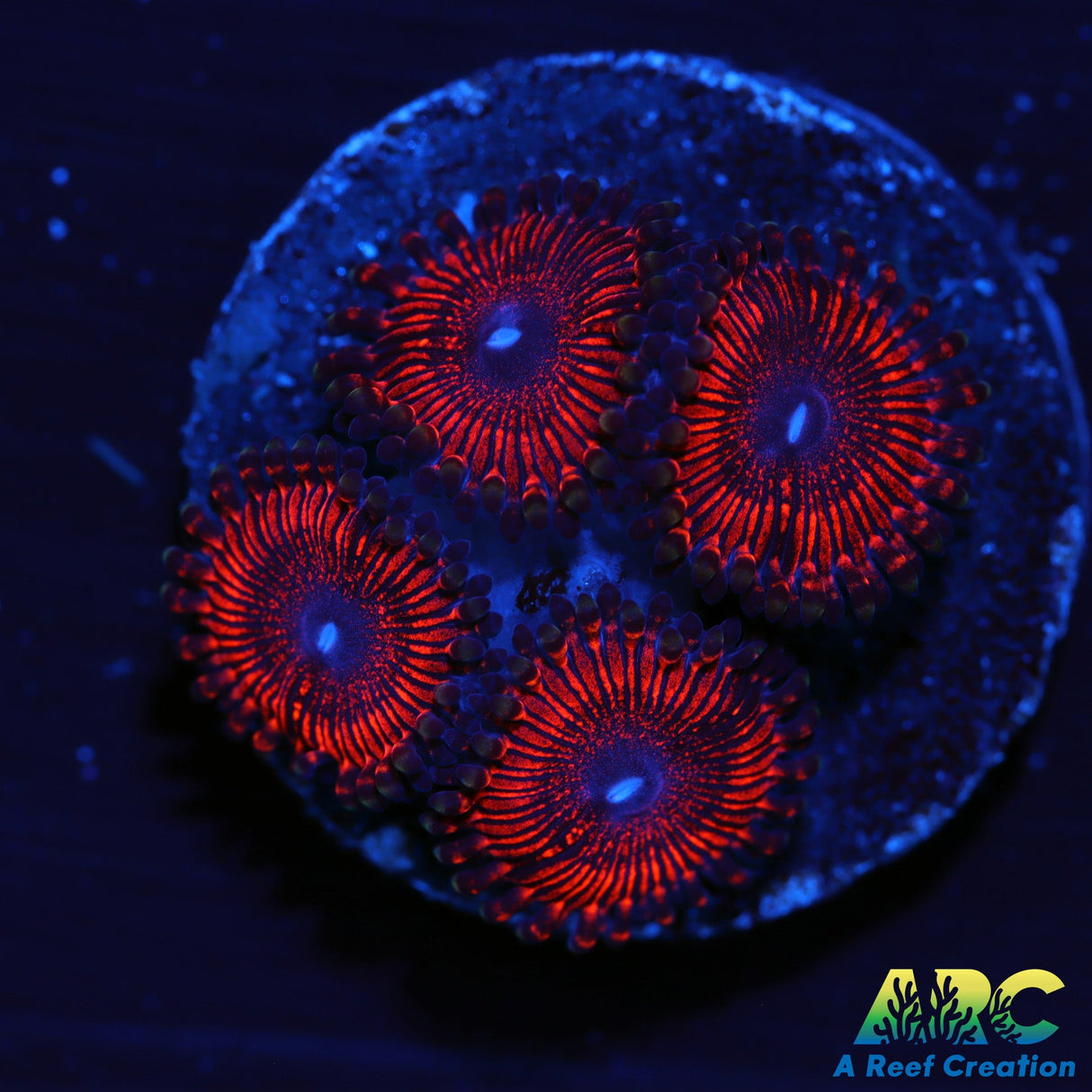 ARC Ant-Mans Zoa