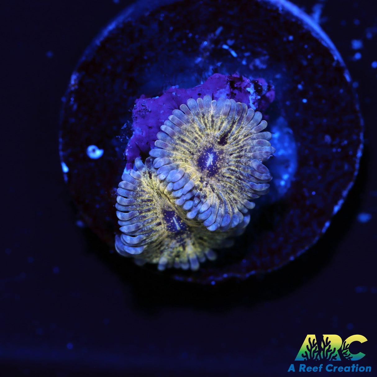 ARC Speckled Bananas