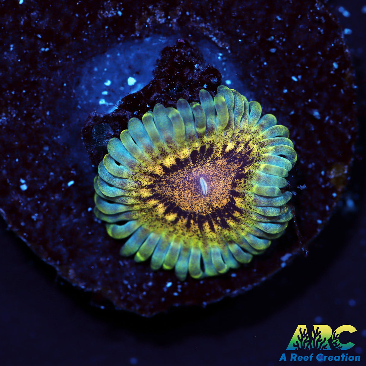 ARC Hypernova (1st Release)