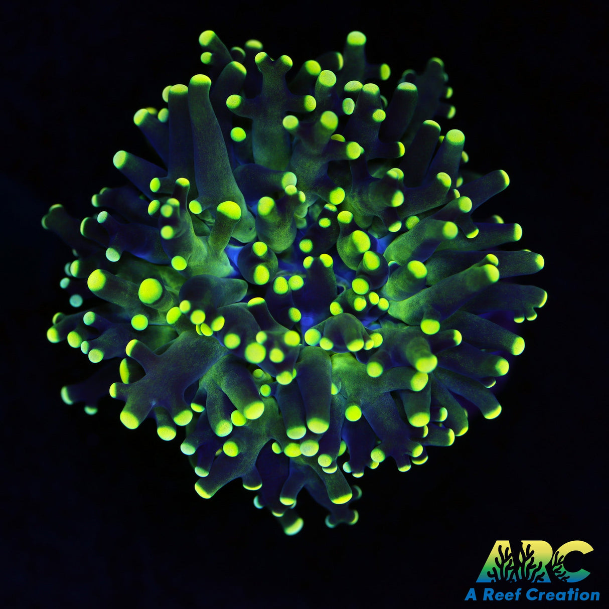 Green Frogspawn