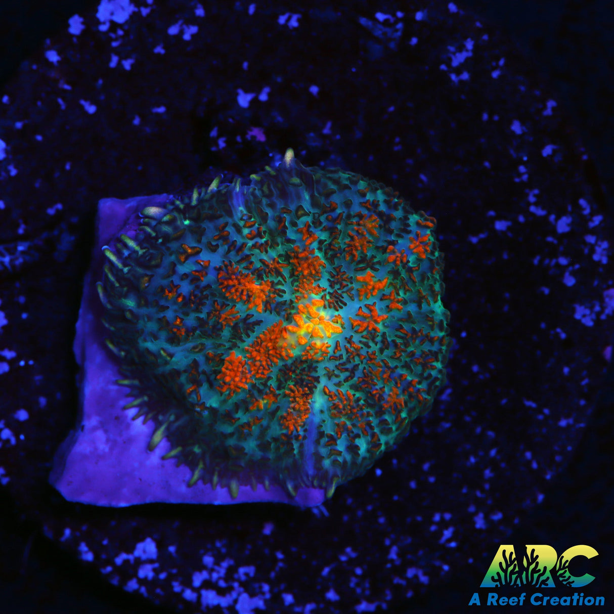 Sweet Rhodactis Mushroom