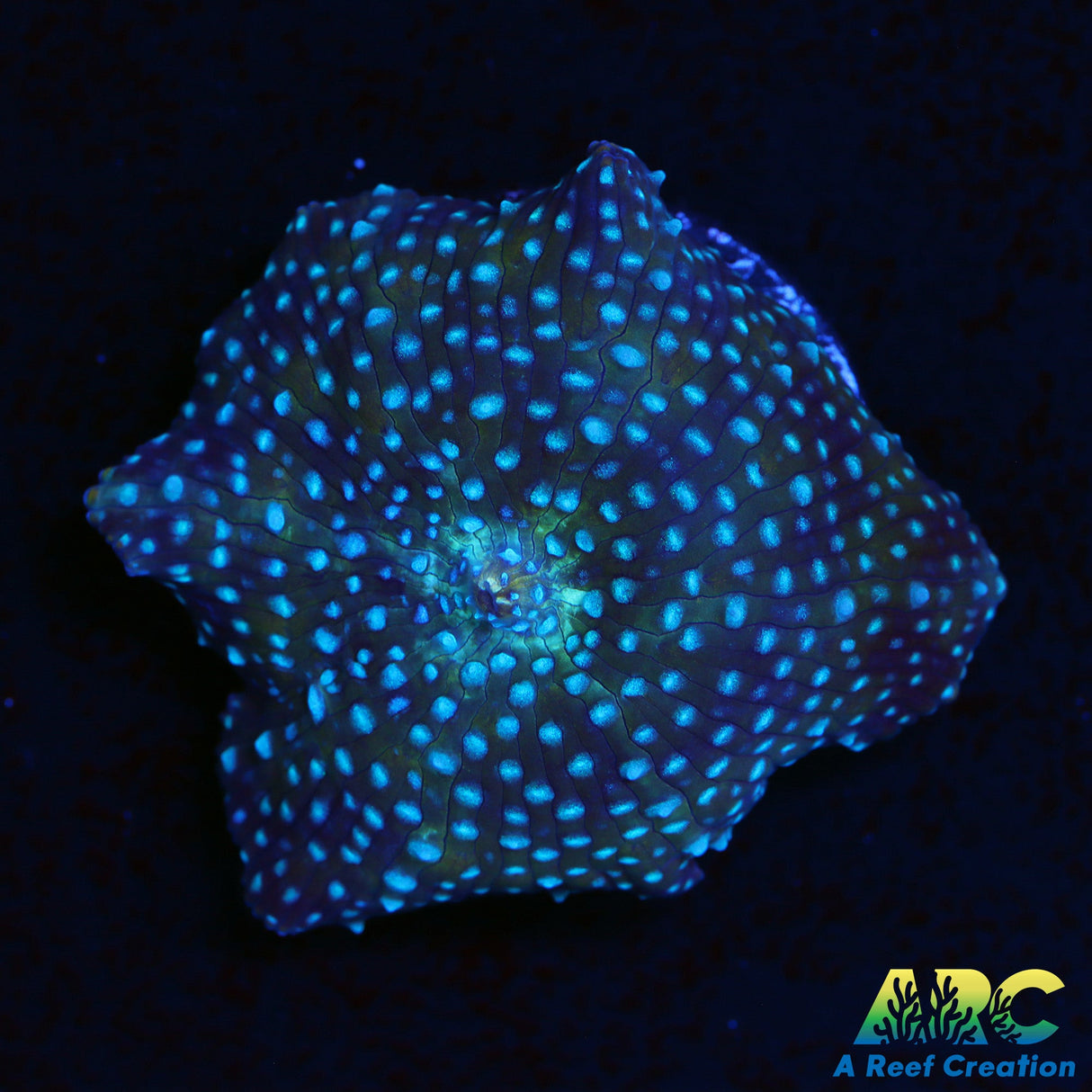 ARC Blue's Clues Mushroom