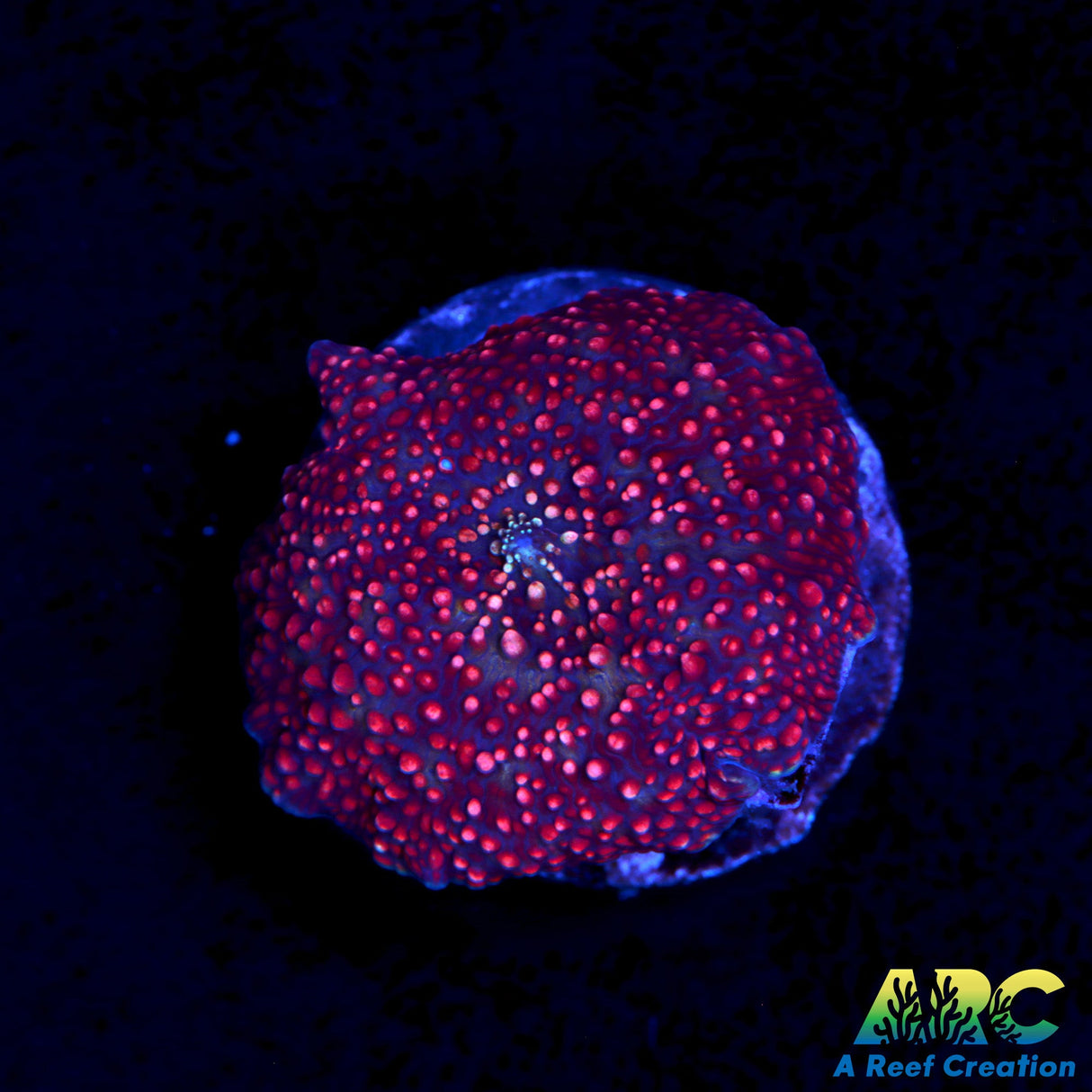 Interstellar Type Shroom