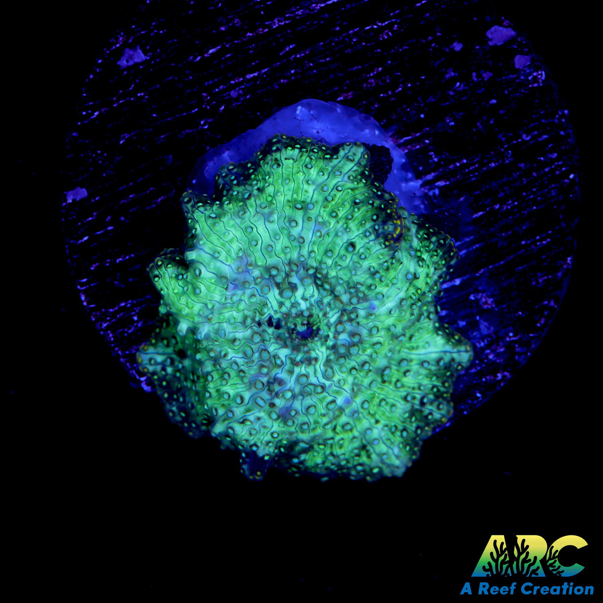 ARC Morty's Mindblowers