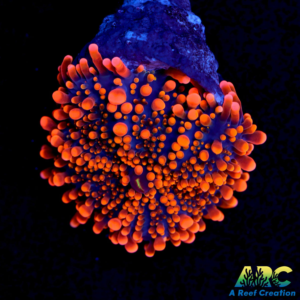 ARC Tangerine Dream Yuma