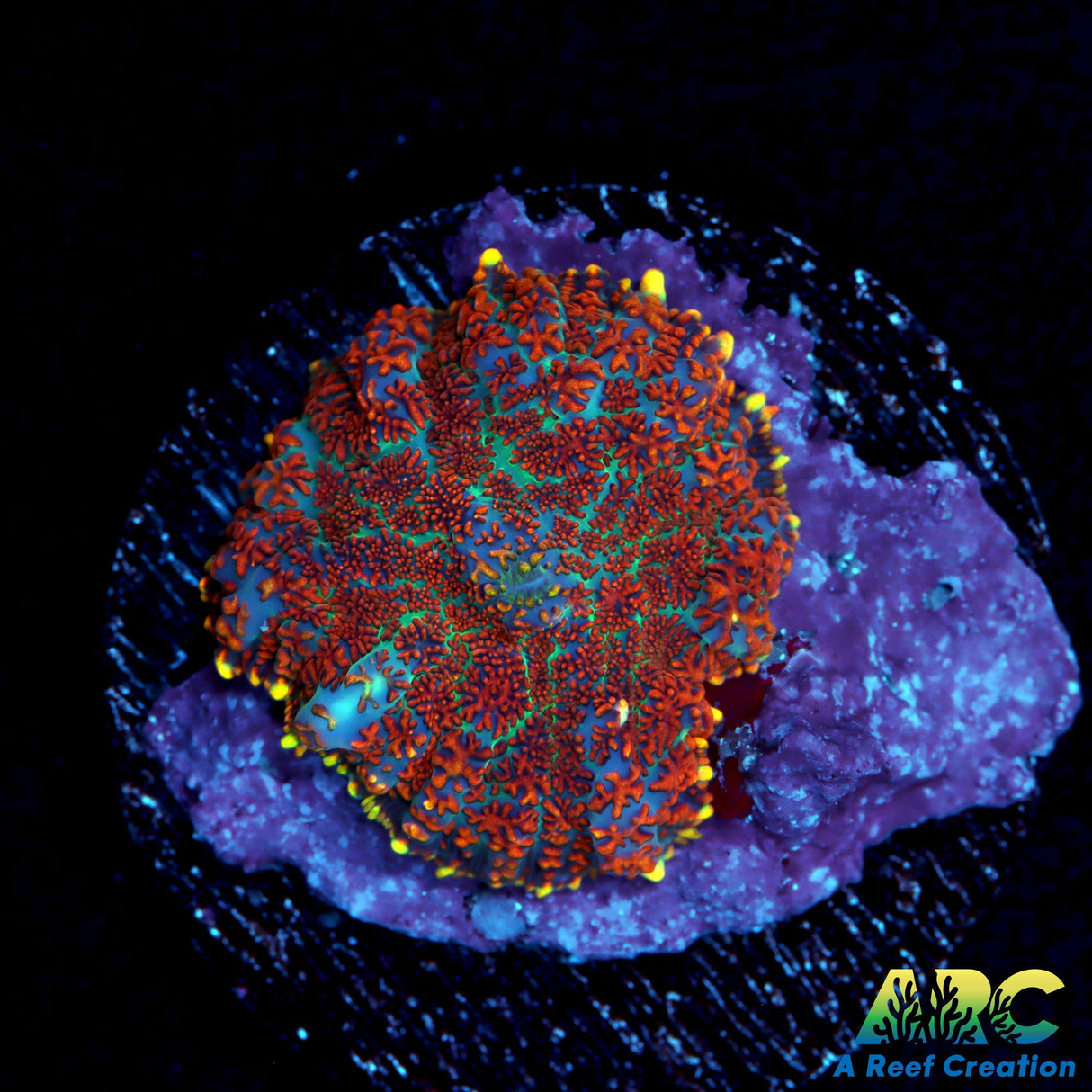 ARC Charmander Rhodactis