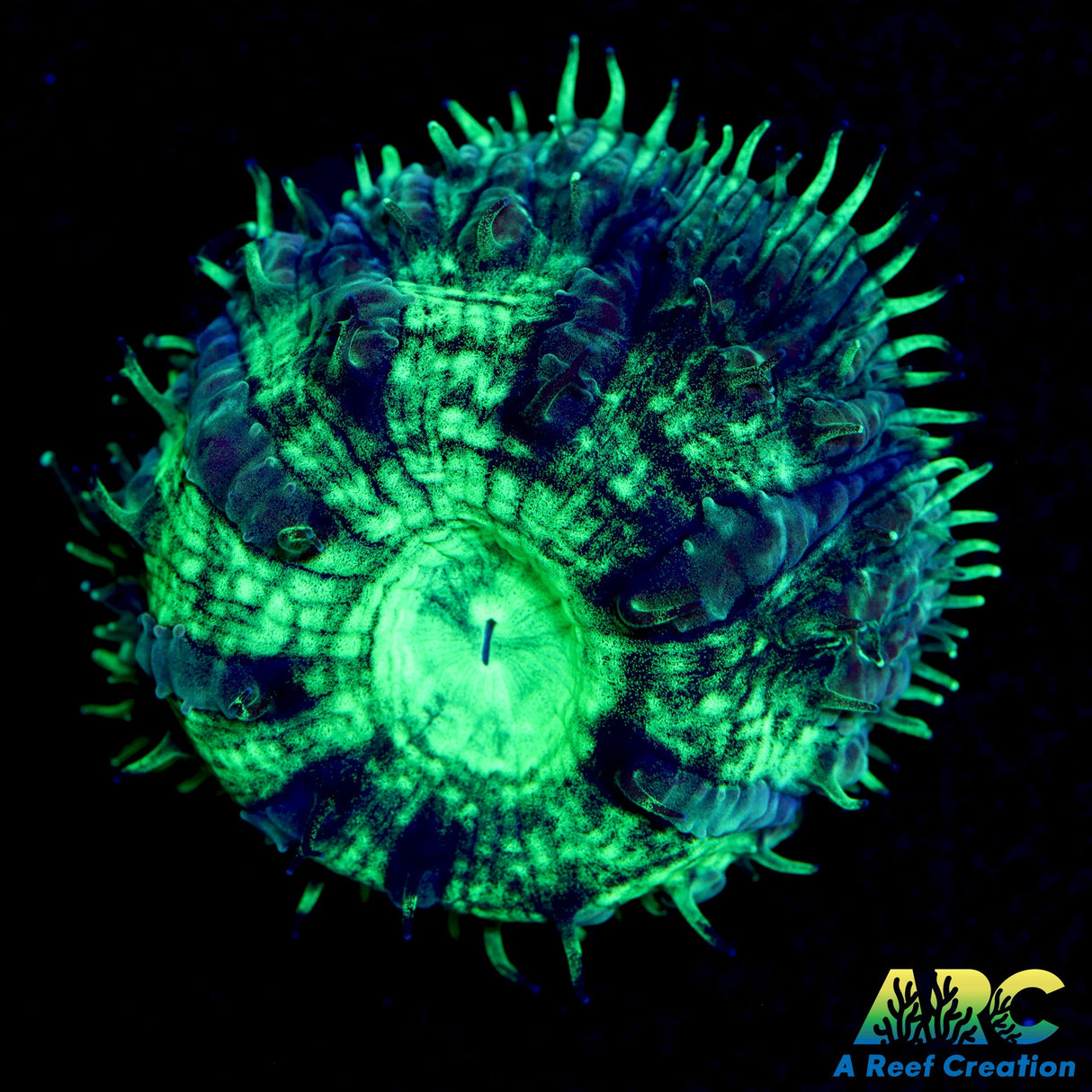 ARC Mint Mojito Blasto