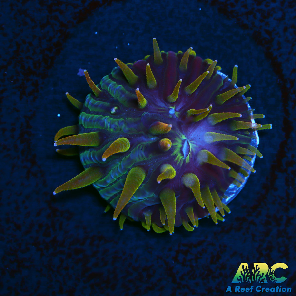 ARC Flaming Hydra Diaseris