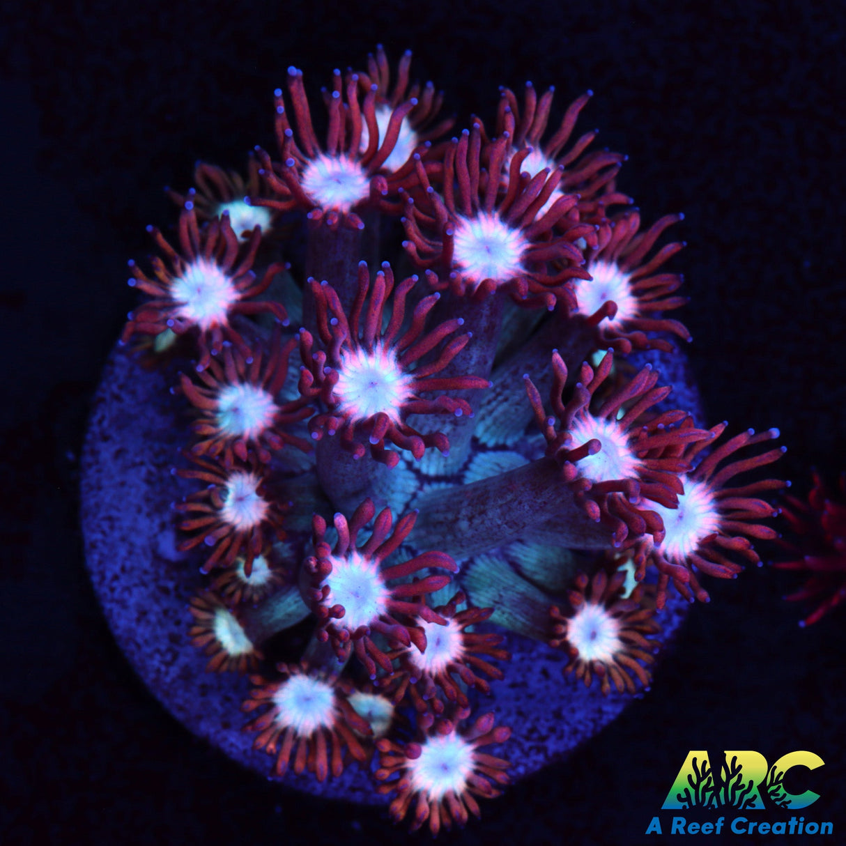 ARC Cotton Candy Goni