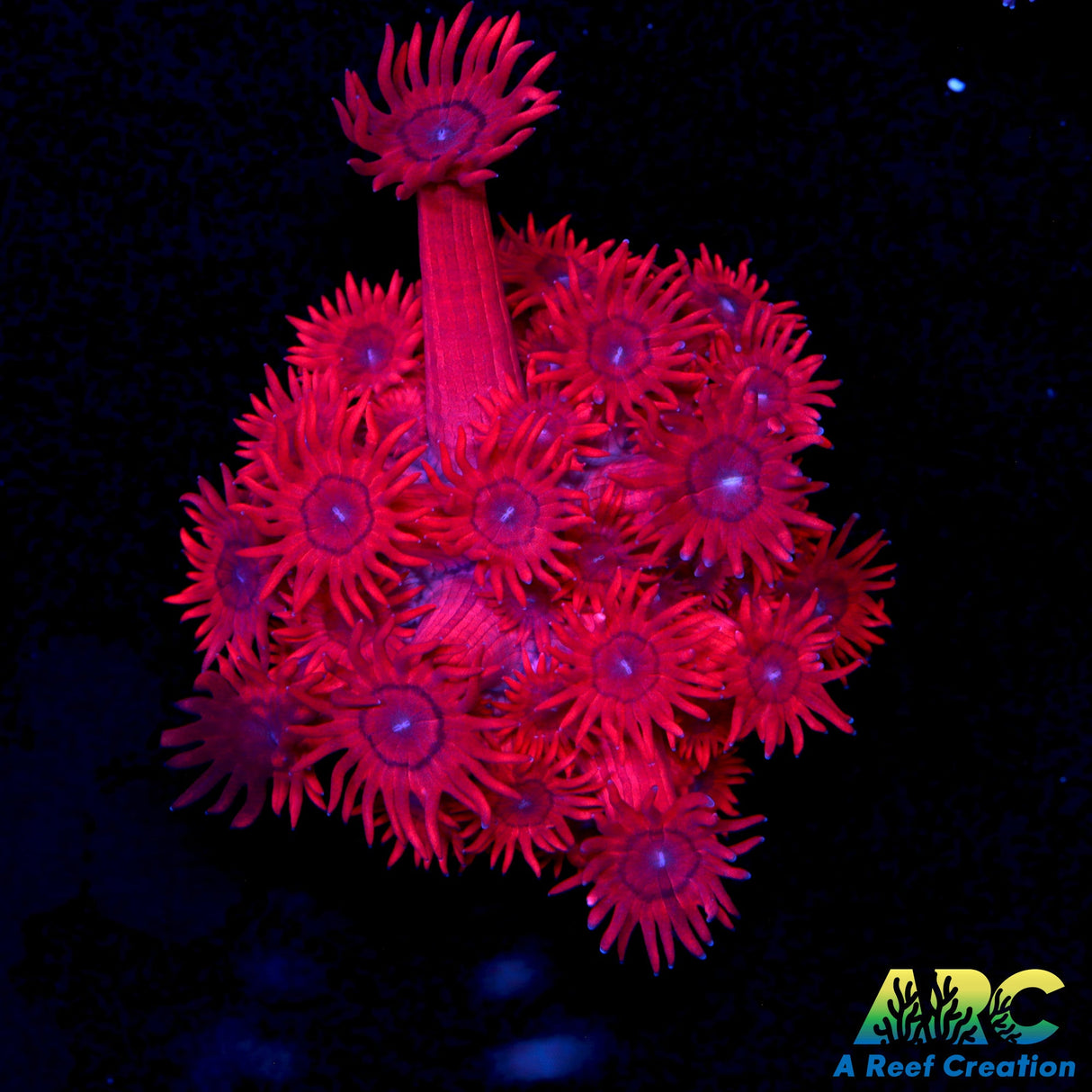 Gmas Red Shaggy Goni