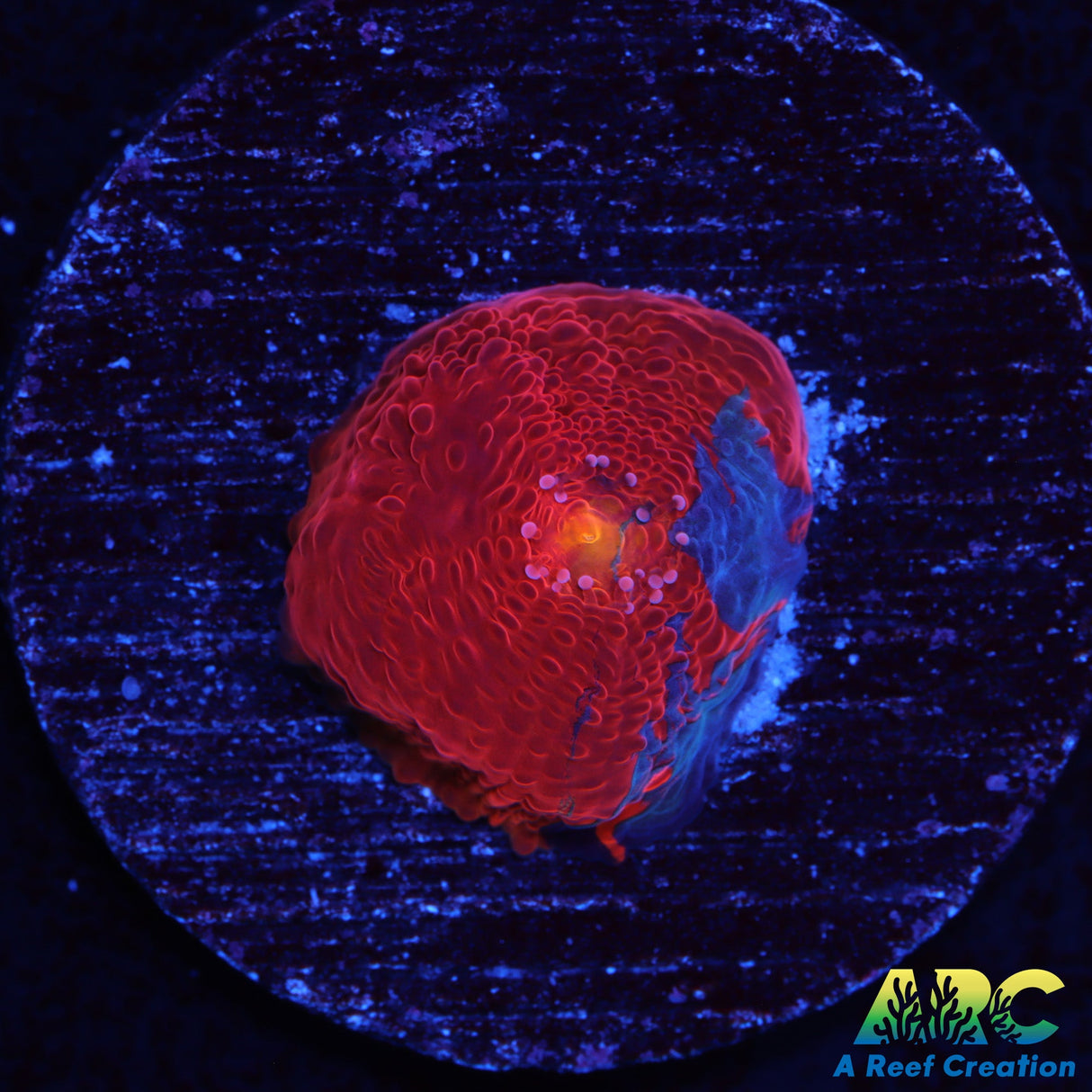 Rainbow Dynamite Chalice