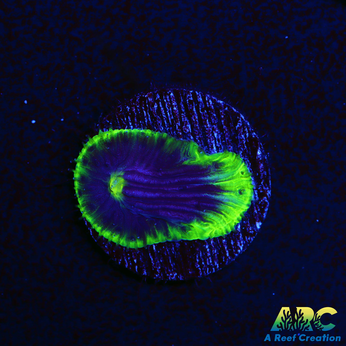 Neon Rim Diaseris Plate