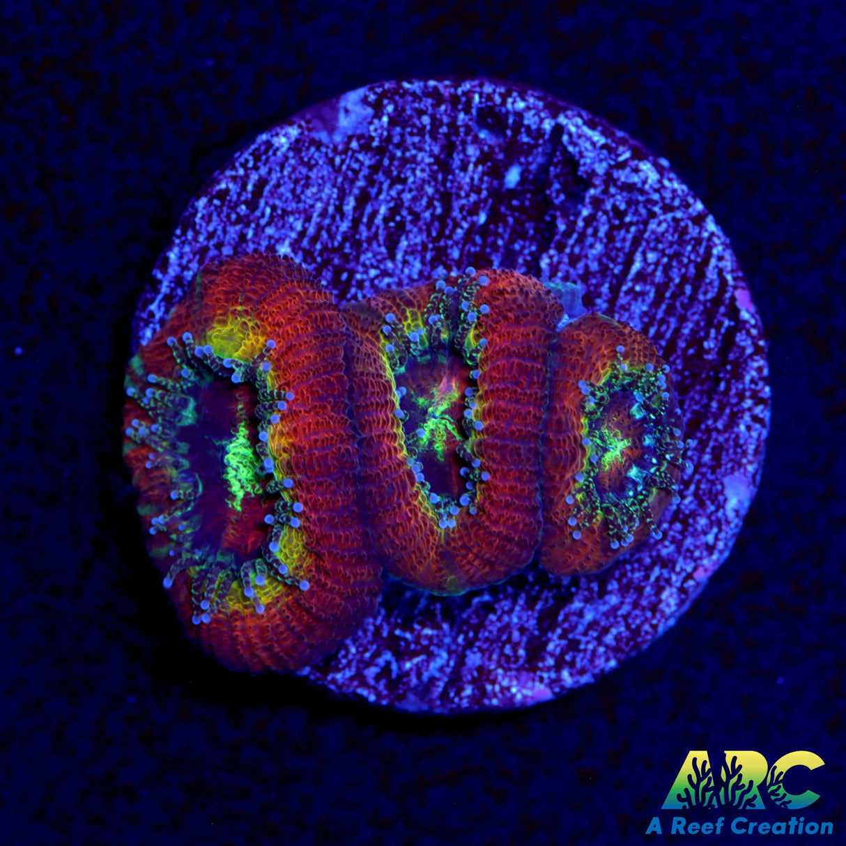 WWC Ruby Red Micro