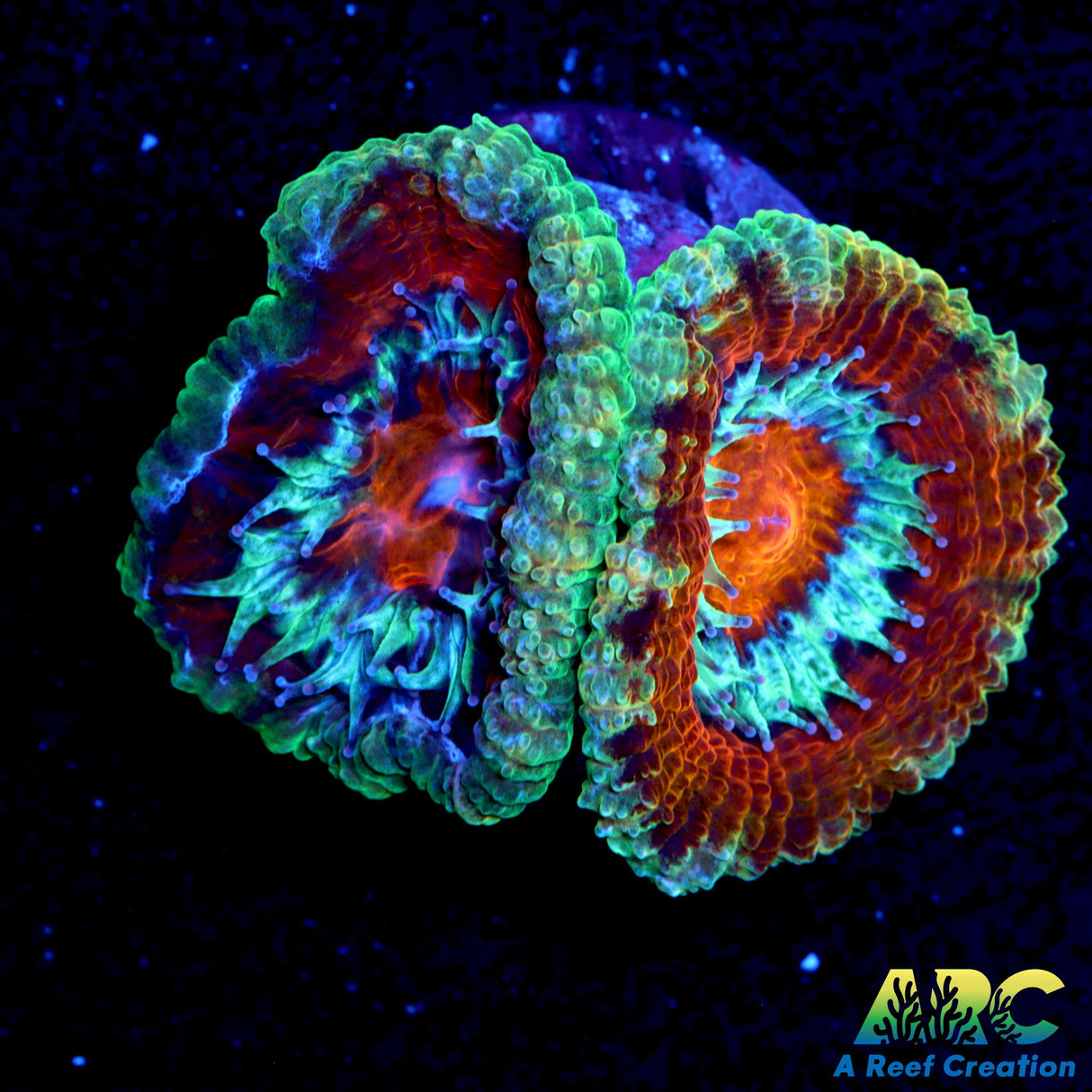 ARC Charmander Acan