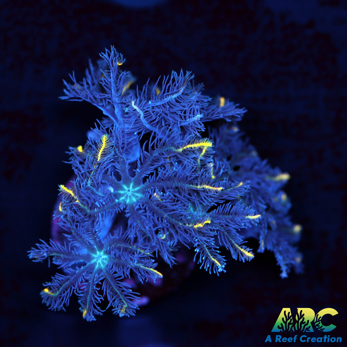 ARC Gold Stripe Cloves