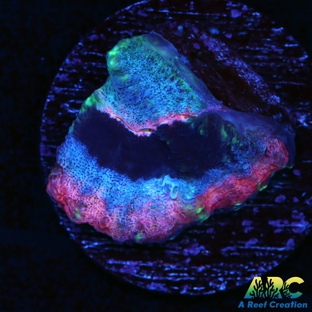 Cuzn Phil's Crazy Australomussa