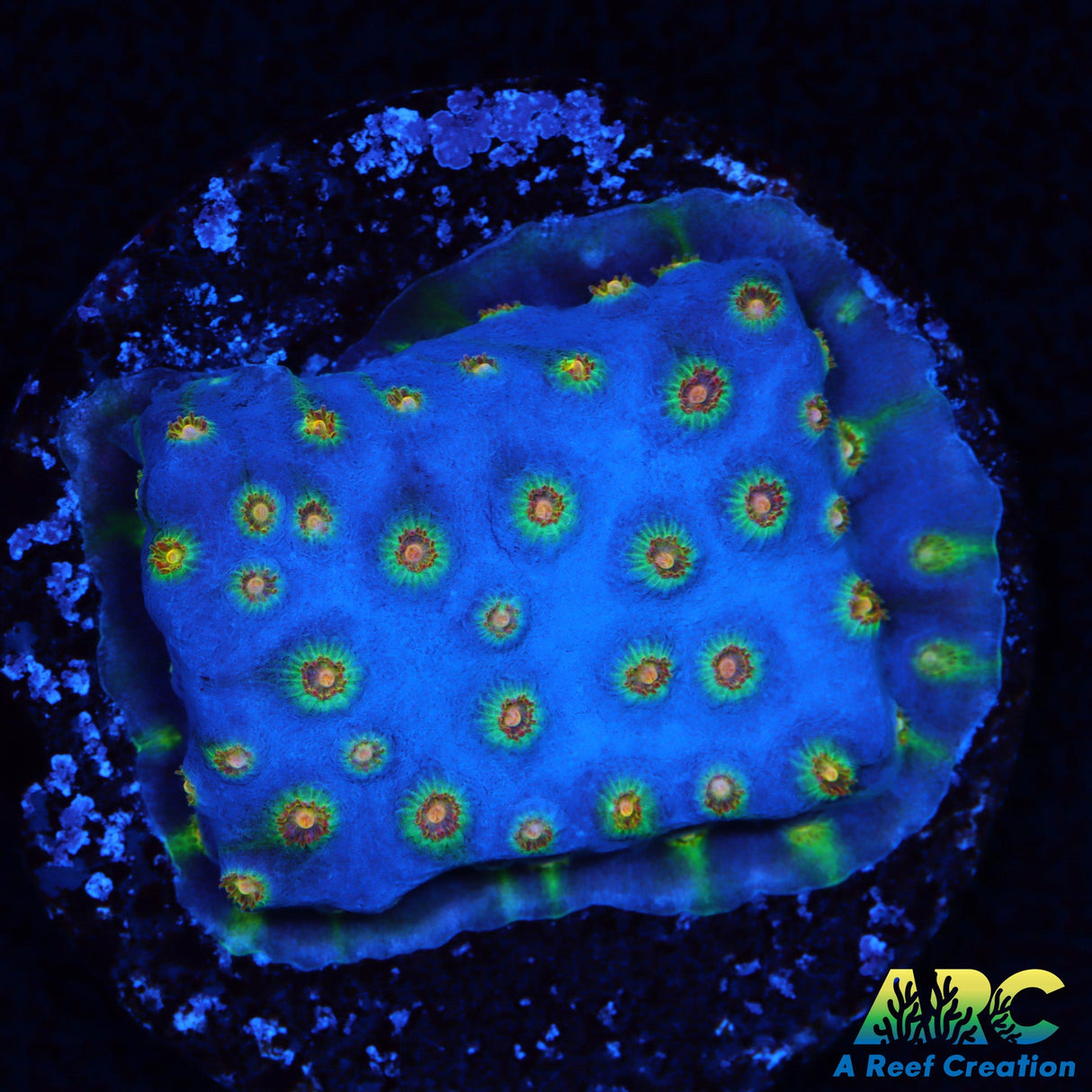 ARC Rick And Morty Cyphastrea