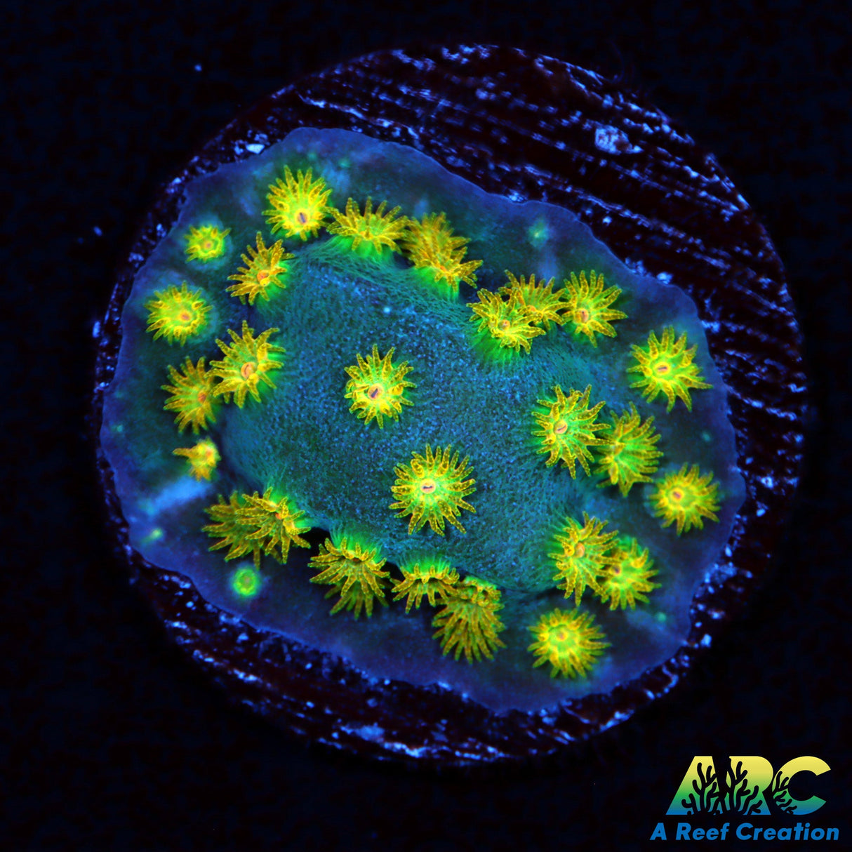 Zoolander Cyphastrea