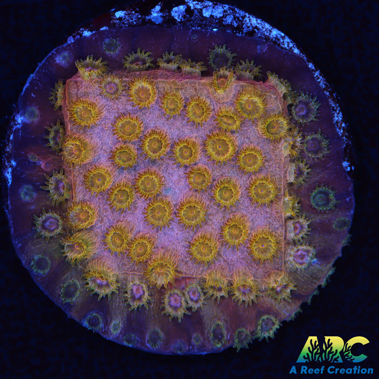 ARC Copper Cyphastrea