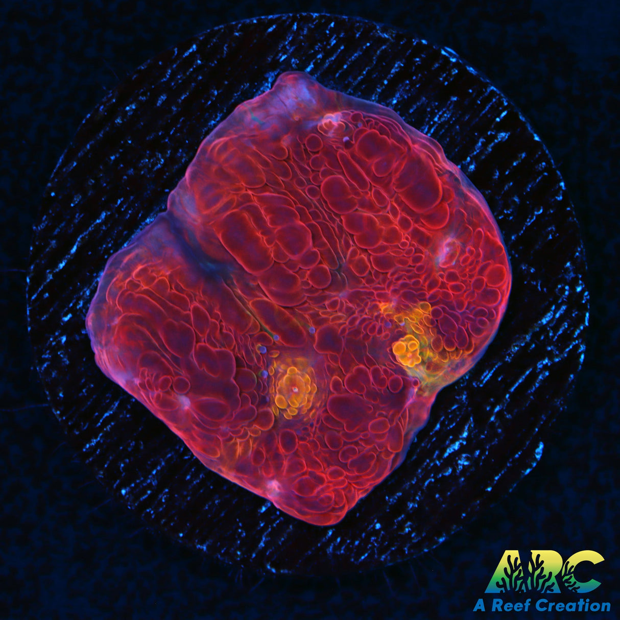 ARC MeltingPot Chalice