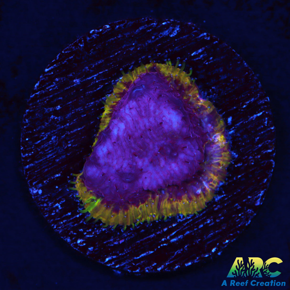 UC Purplicious Litho