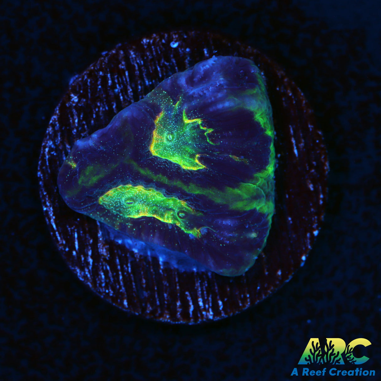 WWC Amazing Rainbow Platy