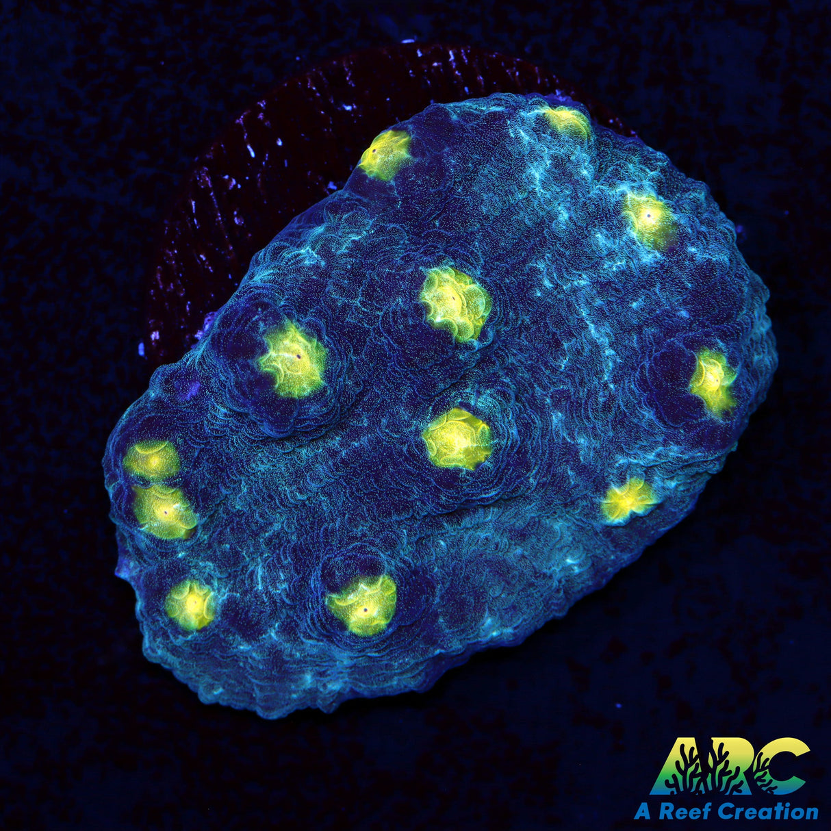 FF Blue Galaxy Chalice