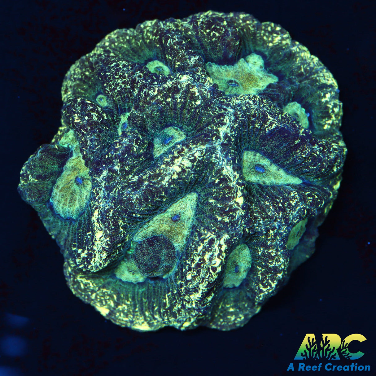 Large Ice dragon Diptastrea