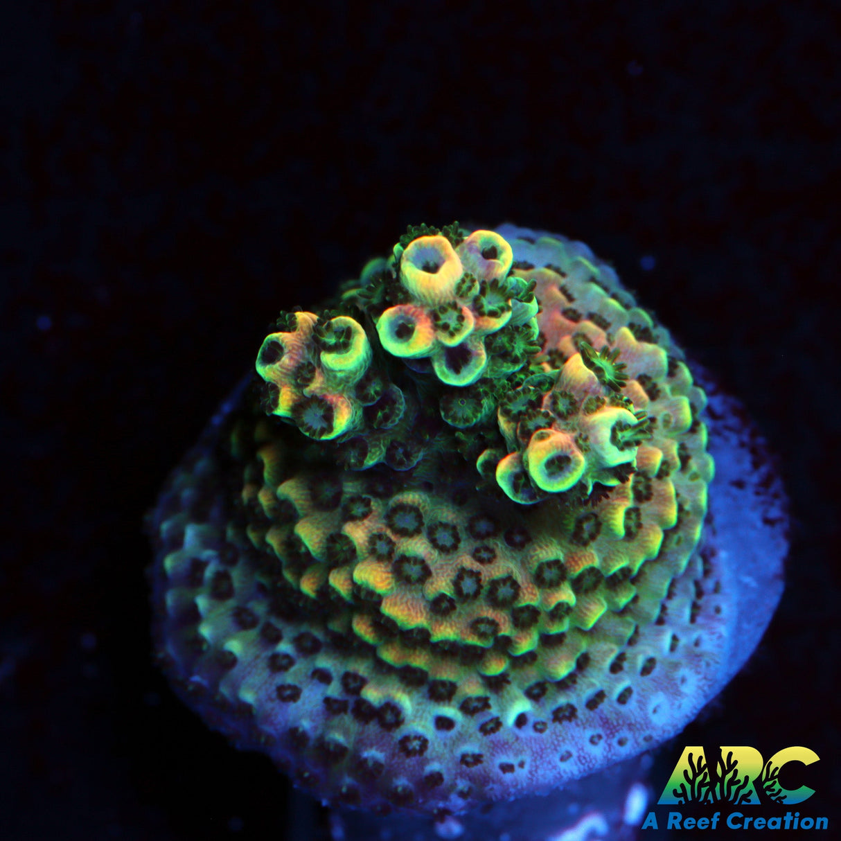 Sanjay's Party Time Table