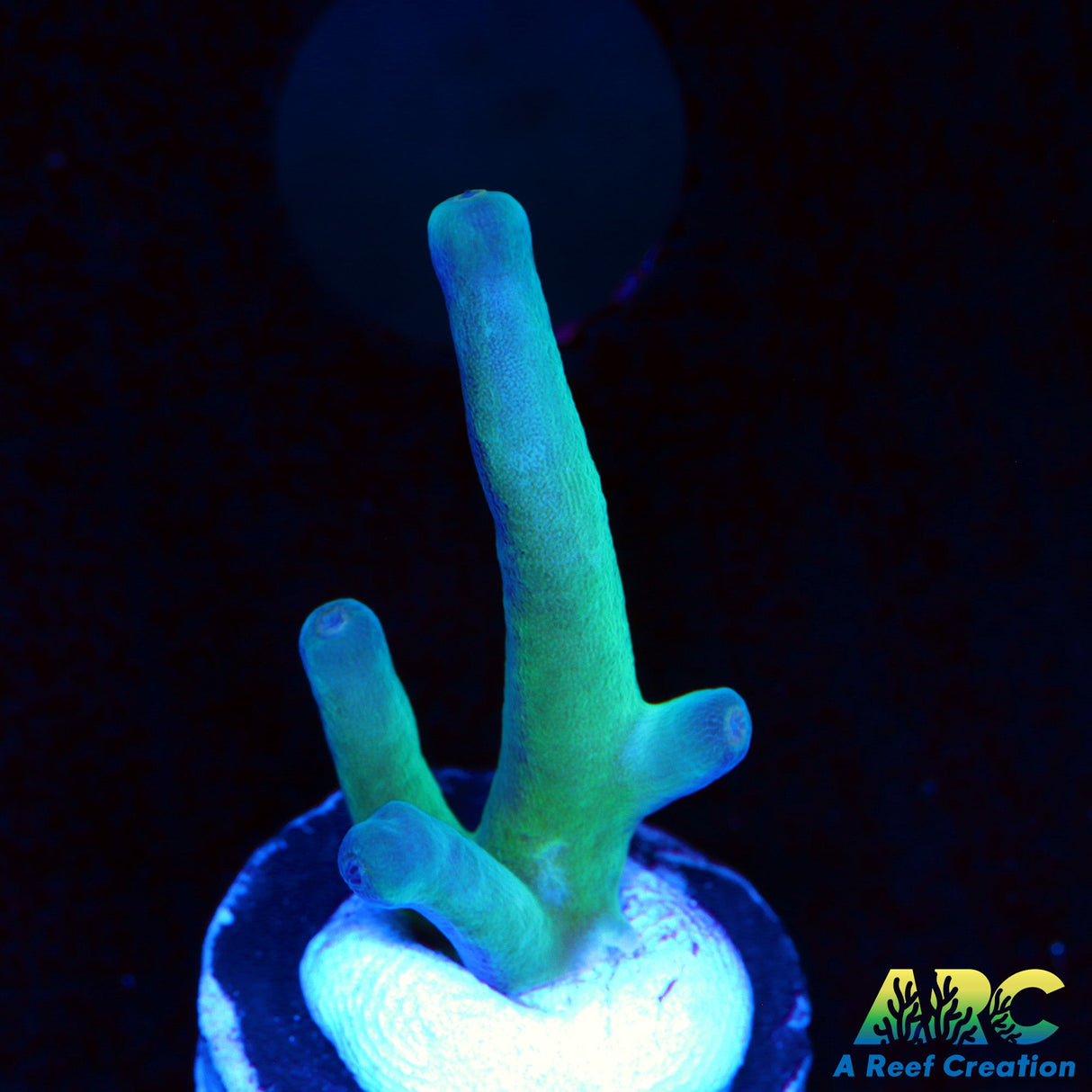 ReefGen Blueberry Fantasy