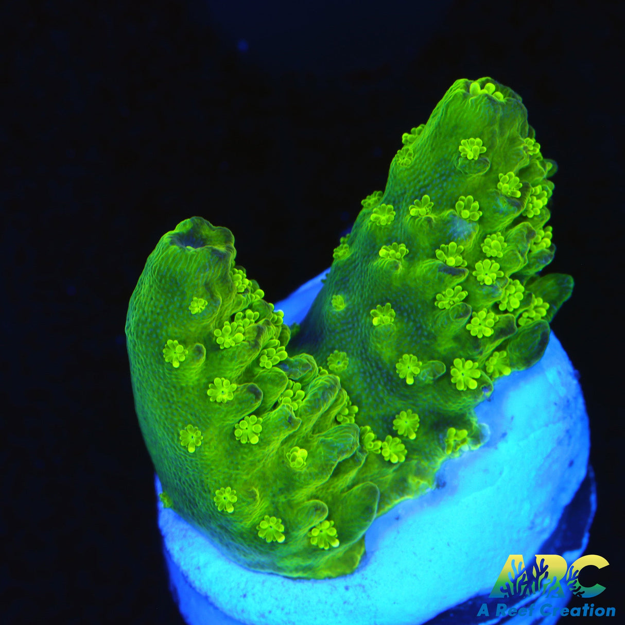 ARC Randy O's Humilis