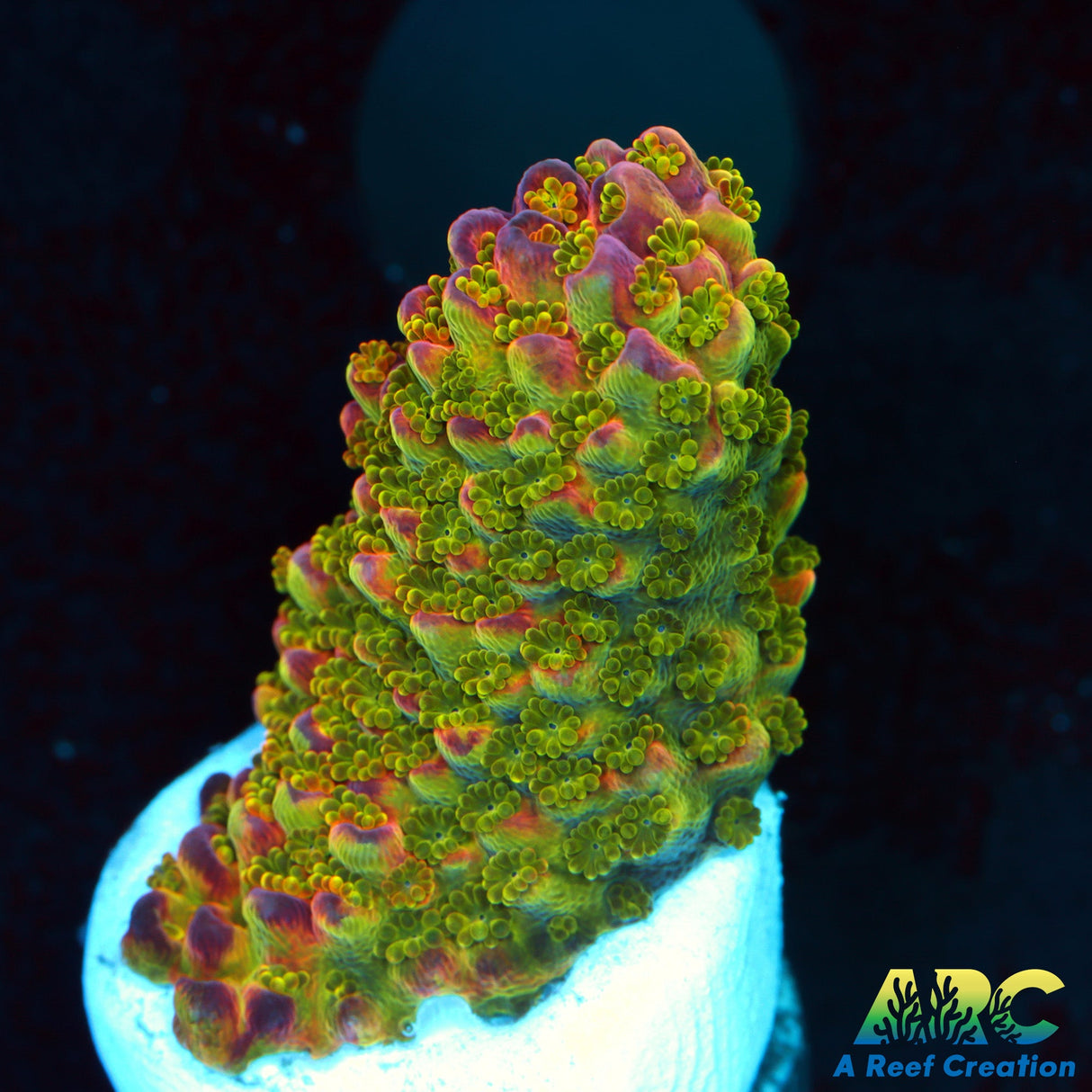 Sanjay's Wrecking Ball big frag!