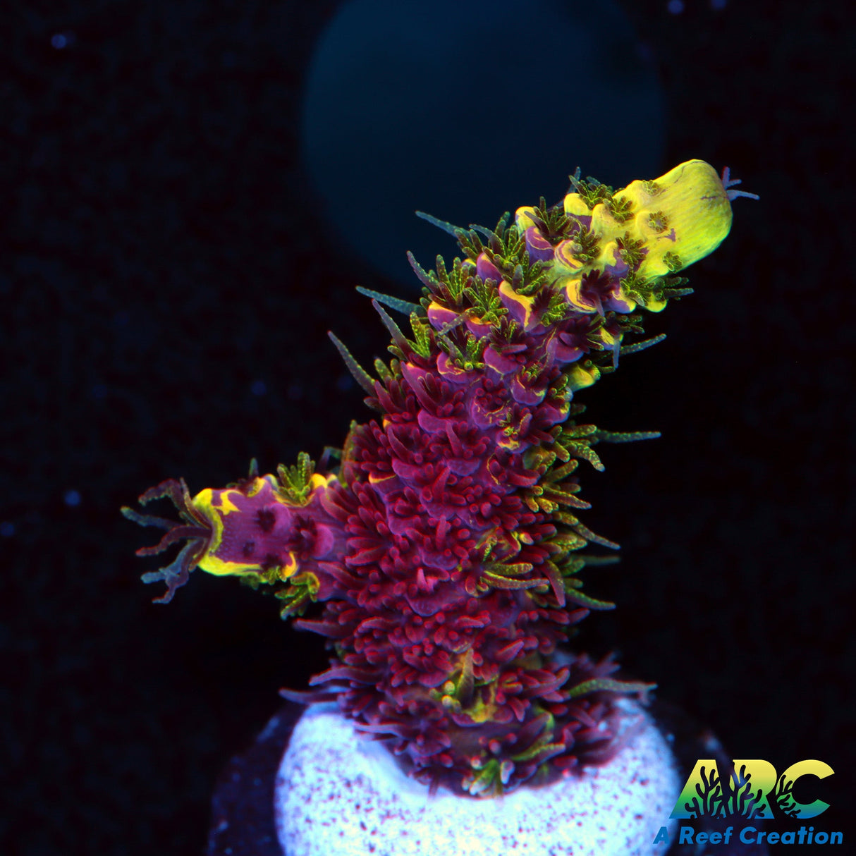 RRC Rainbow Splice lots of Red!