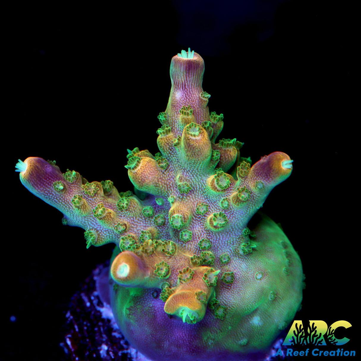 Vivid Space Queen Acro