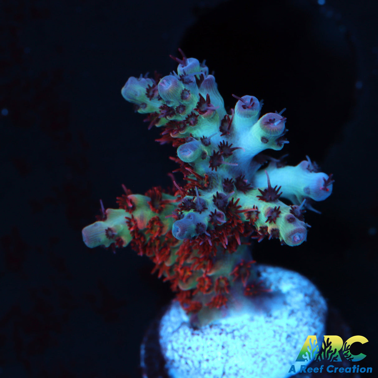 TCK Fuzzy Was a Bear