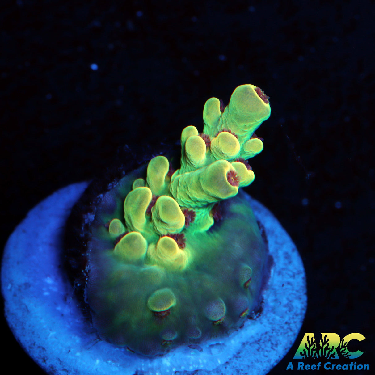 BK Chem Creme de la Creme