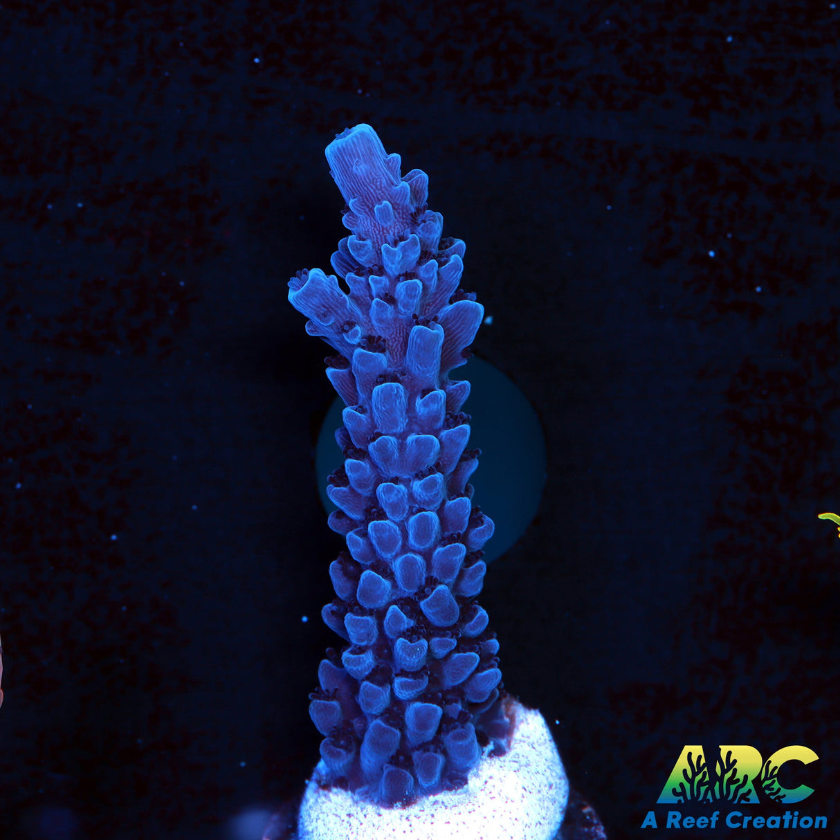 Sanjay's Blue Slimer (1st frag)