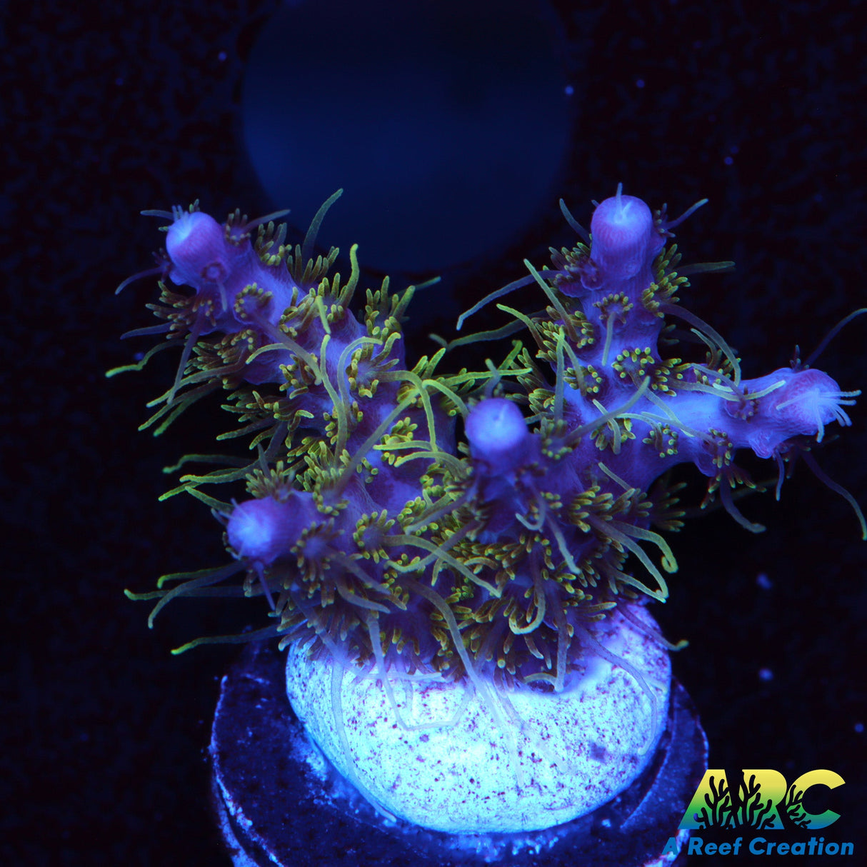 ARC Purple Hairy Monster