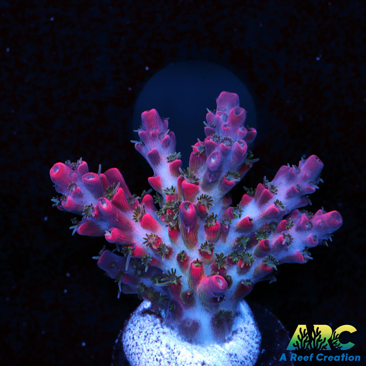 Tyree Pinky The Bear