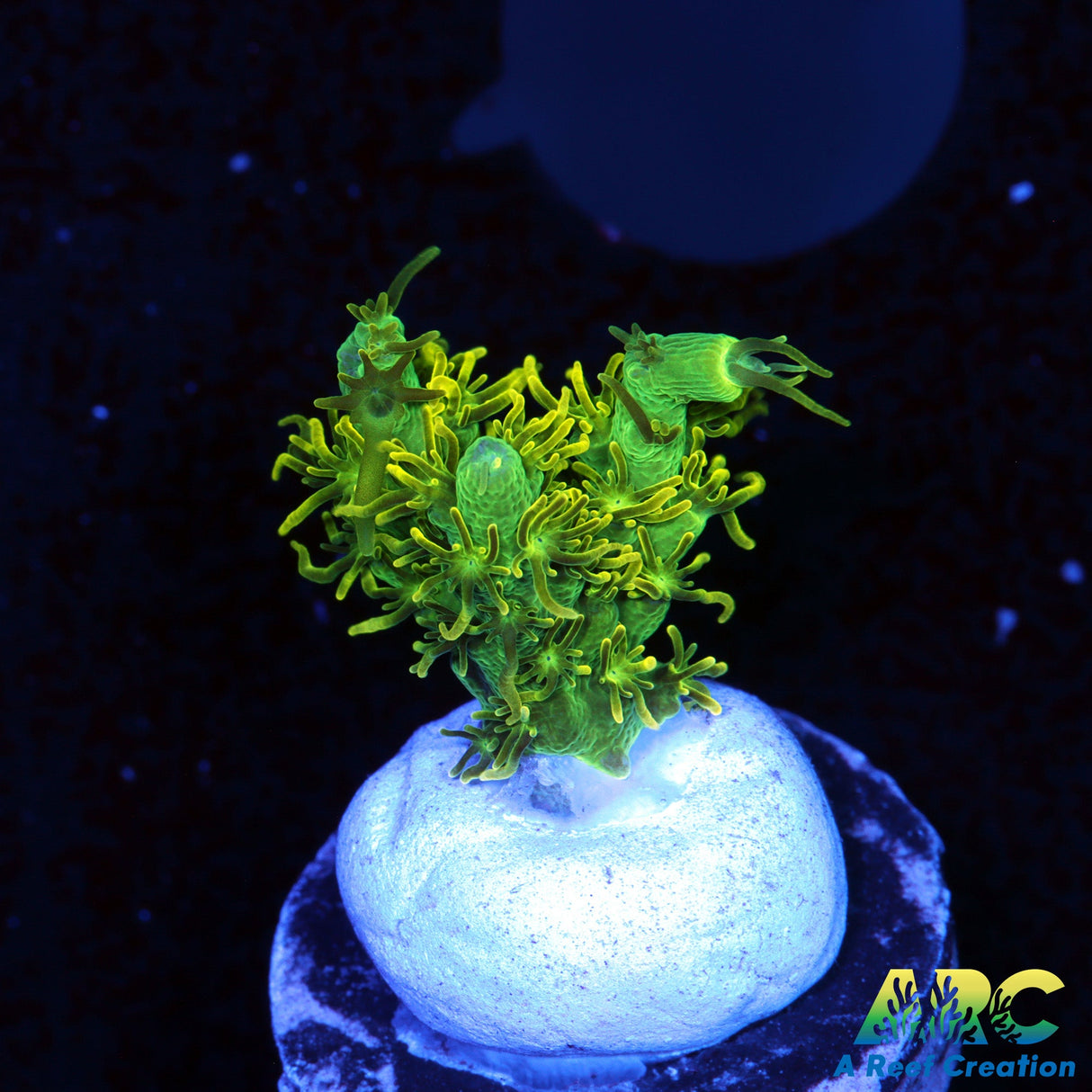 ARC Fuzzy Lime Table