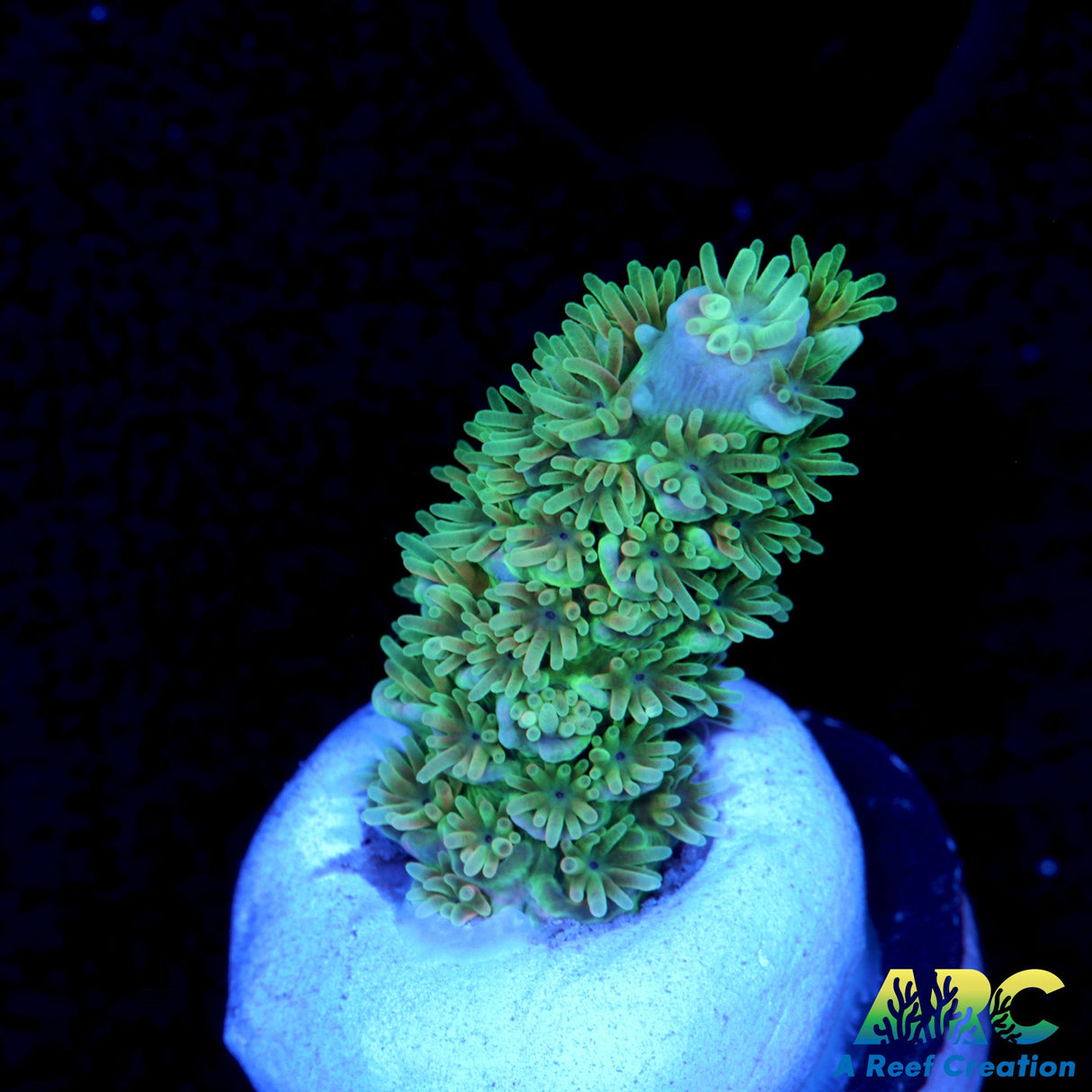 ARC Time Capsule Tenuis