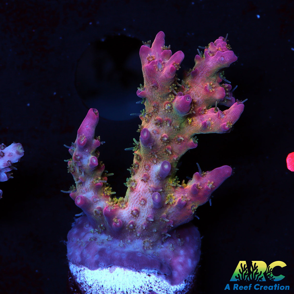 WWC Pink Passion Acro