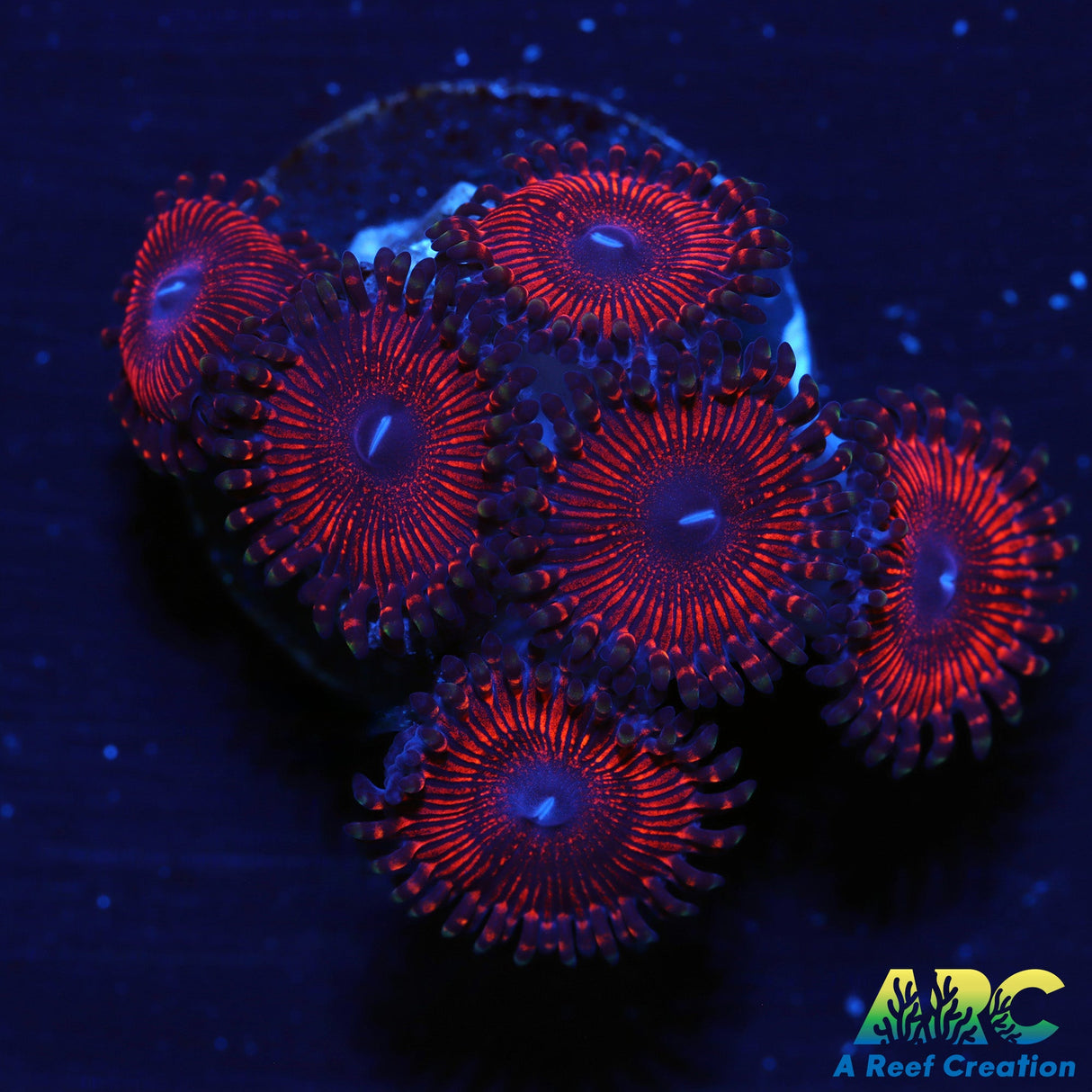 ARC Ant-Mans Zoa