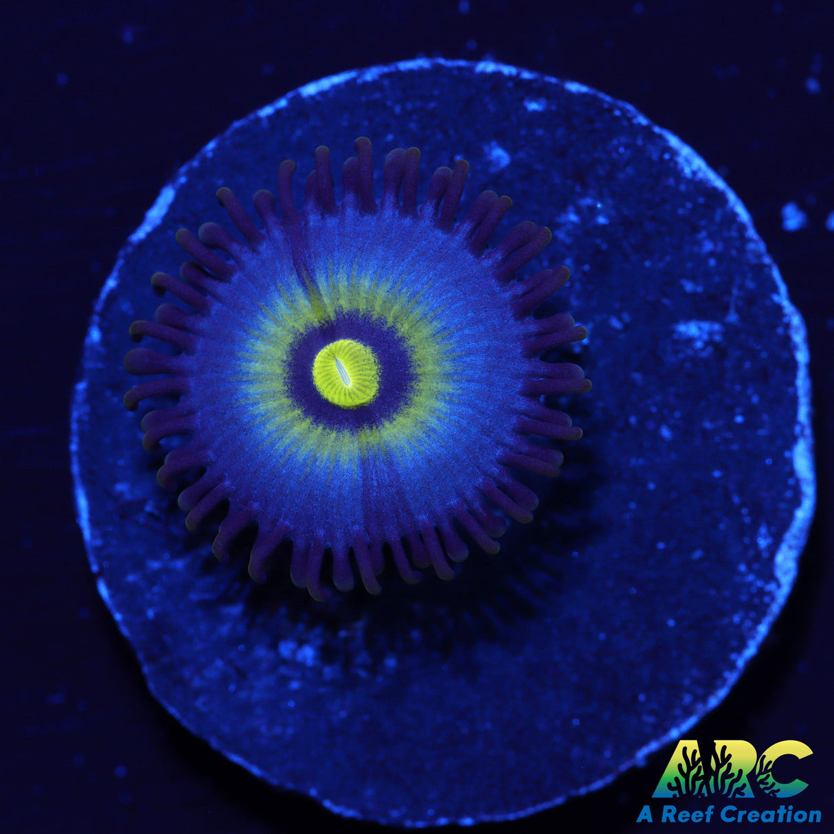 UC OutCast Zoa