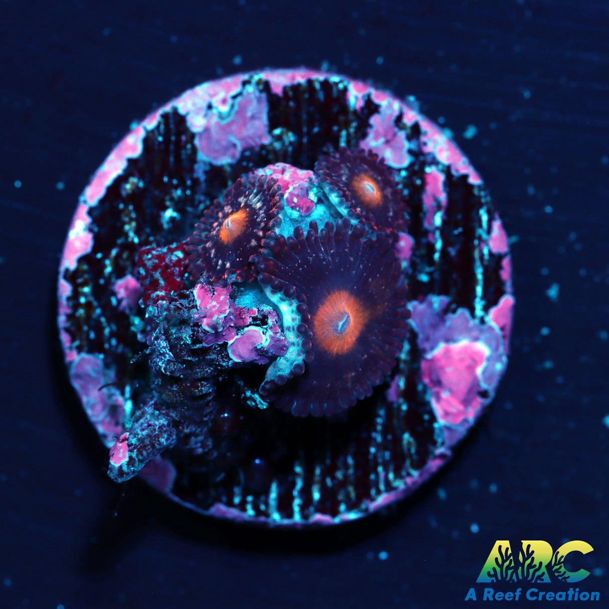 ARC Pumpkin Spice Zoa