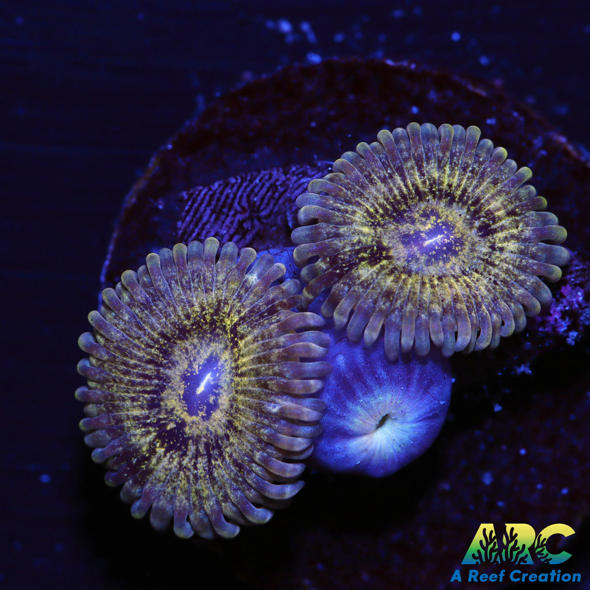 ARC Speckeld Bananas