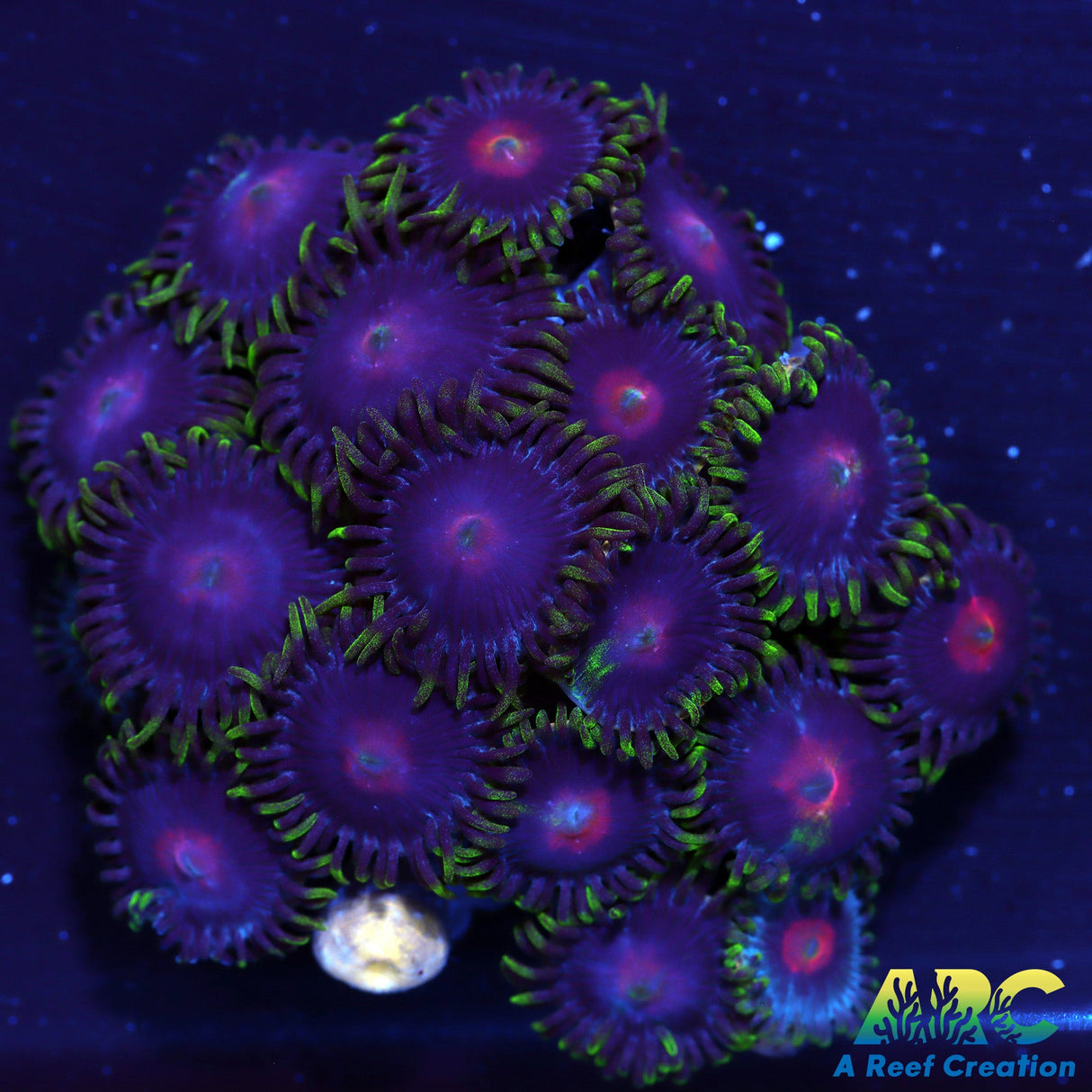 Blowpops Zoas