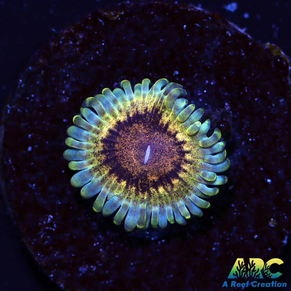 ARC Hypernova Zoa