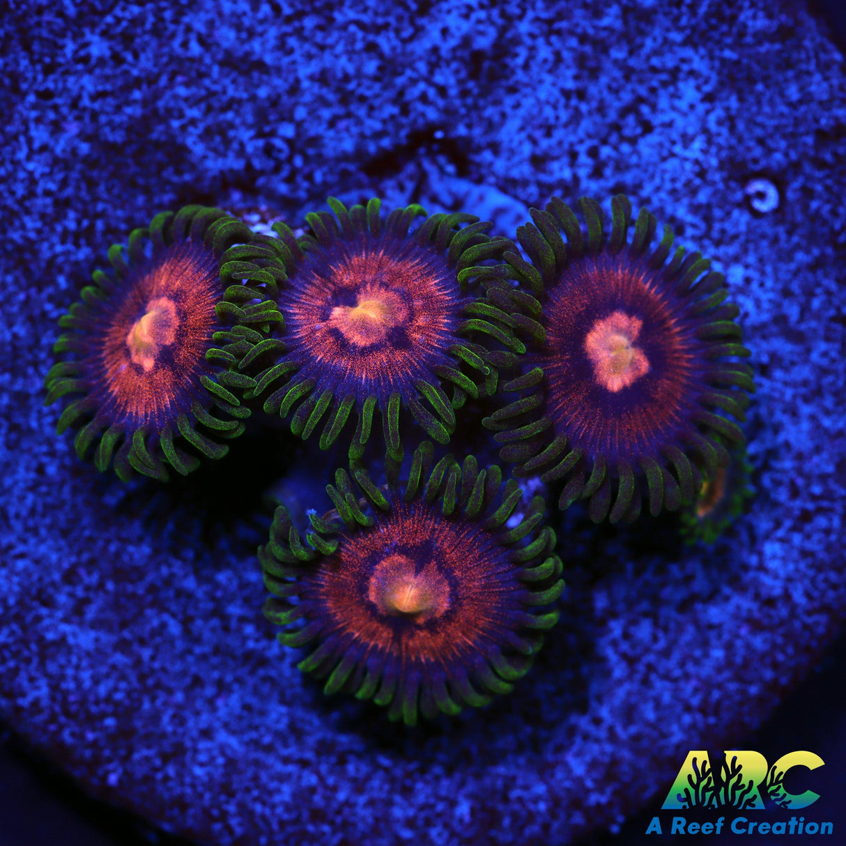 WWC Sweet Tooth Zoa